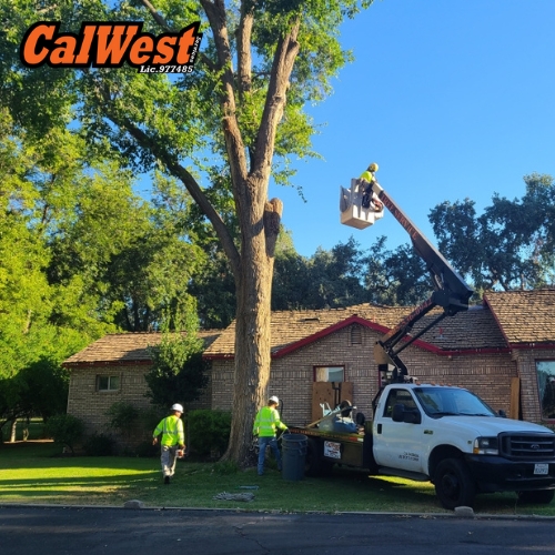 San Luis Obispo Tree Trimming Services