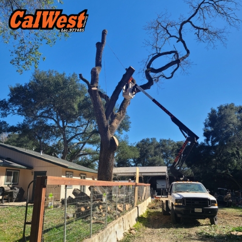 Emergency Tree Service San Luis Obispo