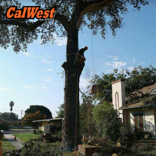 Tree Removal San Luis Obispo