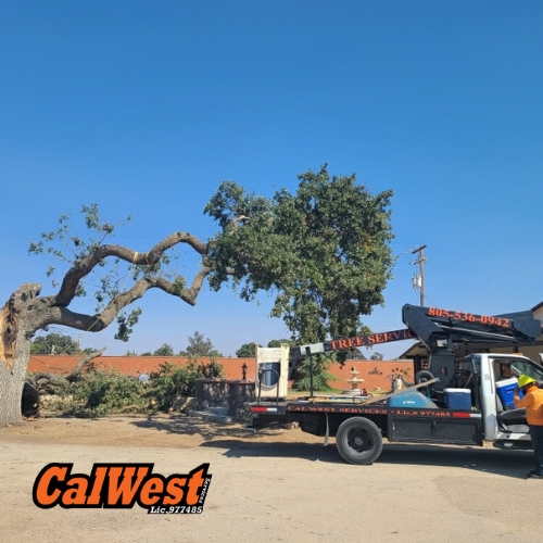 Tree Removal San Luis Obispo