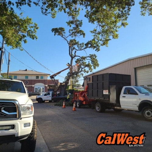 San Luis Obispo Tree Service