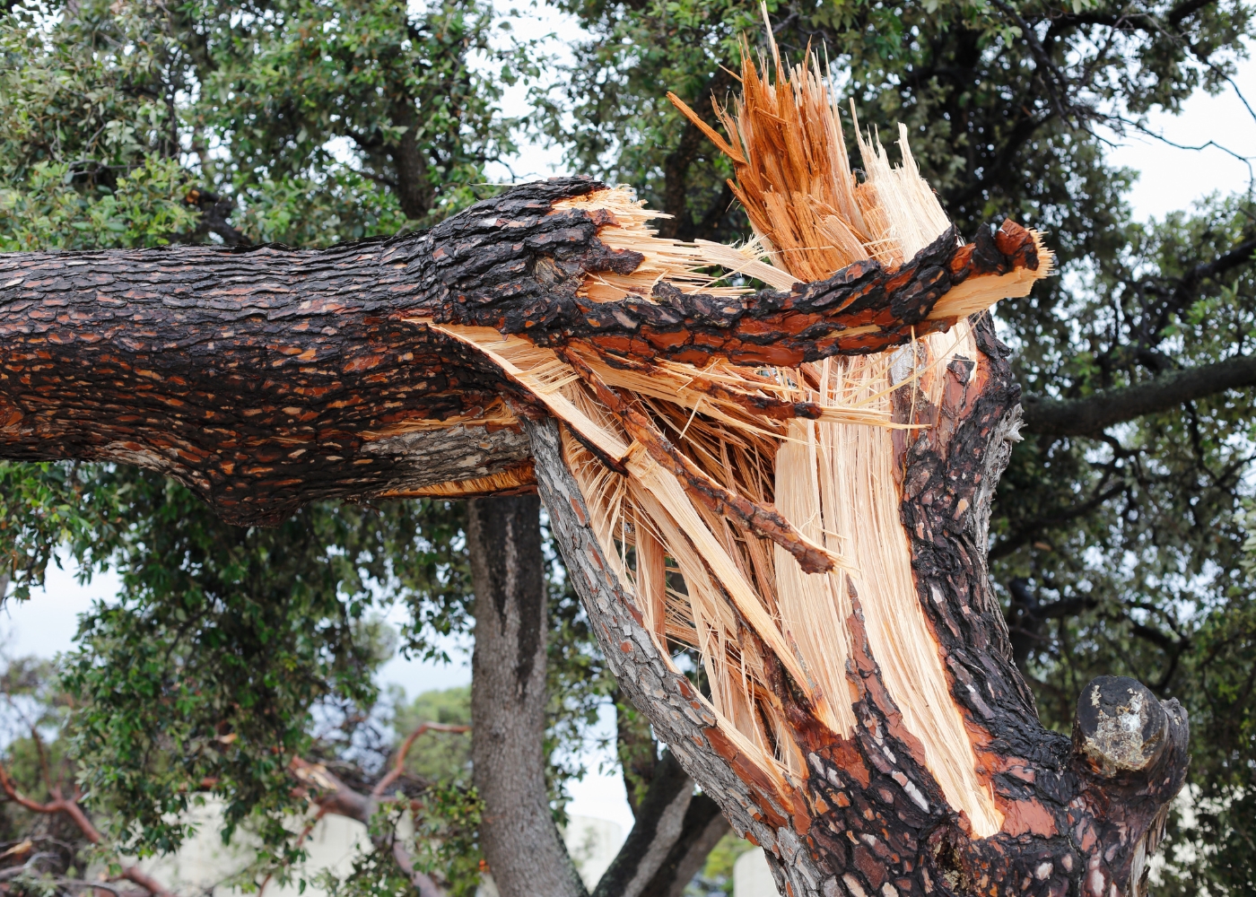 Emergency Tree Services