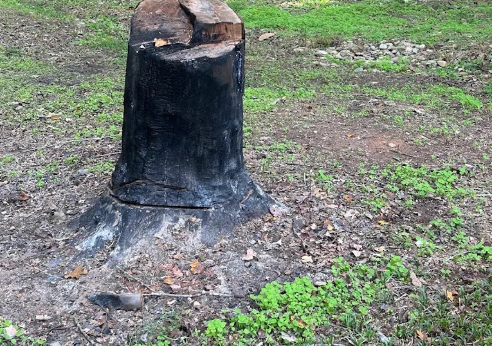 Tree Stump Removal San Luis Obispo