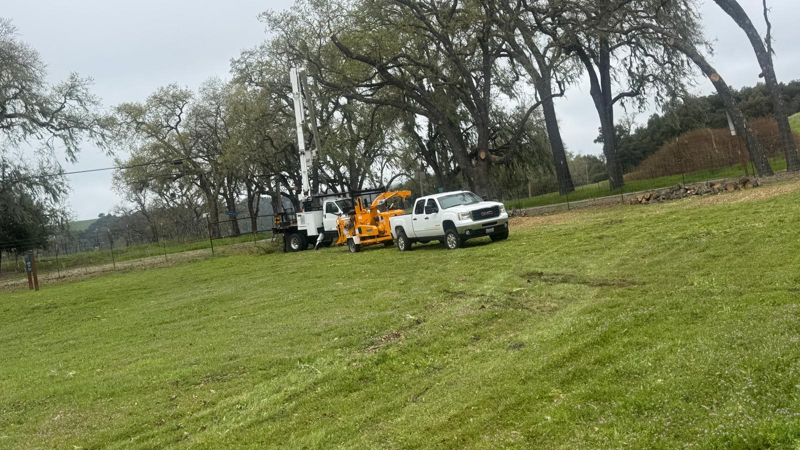tree Service Company San Luis Obispo